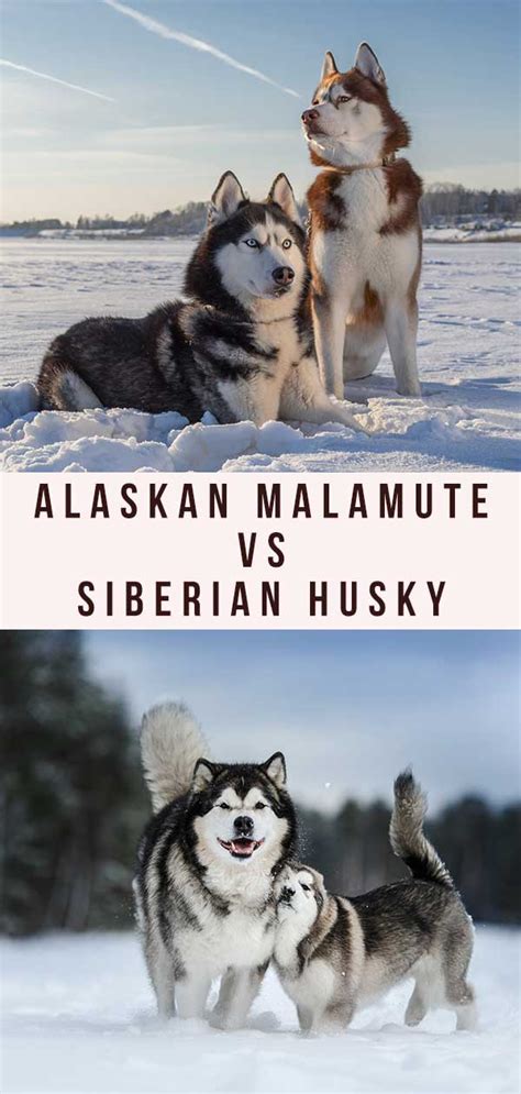 Malamute Vs Husky Comparing The Alaskan Malamute And Siberian Husky Malamute Vs Husky