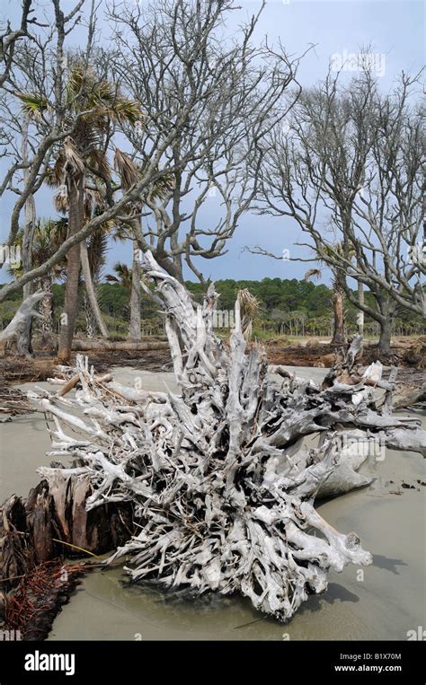 Beach Erosion On Hunting Island In South Carolina Usa Kills Trees Stock