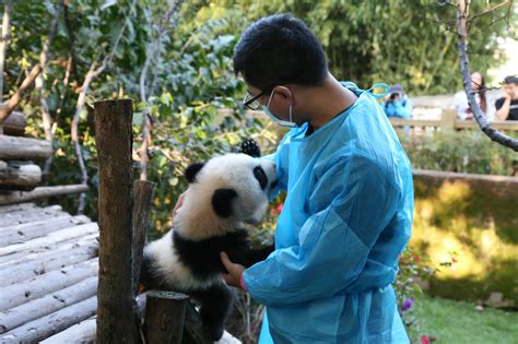 Pandas Benefit As Their Keepers Adapt Cn