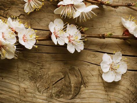 This screensaver will let you. free spring screensaver | Cherry blossom wallpaper, Spring ...