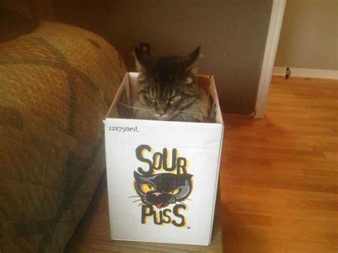 20 Funny Pictures Of Box Loving Cats