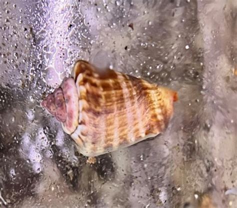 Orange Lip Conch Snail CUC Blackfish Marine