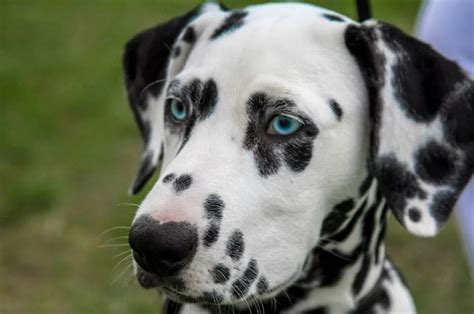 Certains chiens peuvent rarement avoir les yeux bleus en dehors de certaines couleurs de pelage, tandis que d'autres peuvent arborer leurs iris glacés comme une marque de race. Top 15 des races de chiens aux yeux bleus