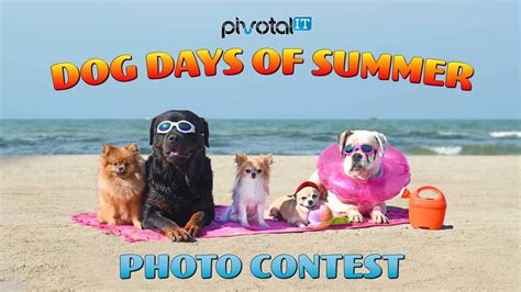 Dog Days Of Summer Contest Pivotal It
