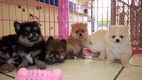 Gorgeous Pomeranian Puppies For Sale Georgia Local