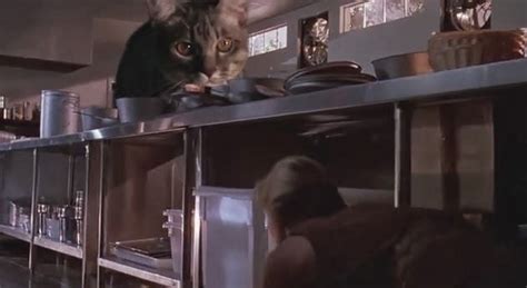 Video Jurassic Park Kitchen Scene With Cats Instead Of Velociraptors