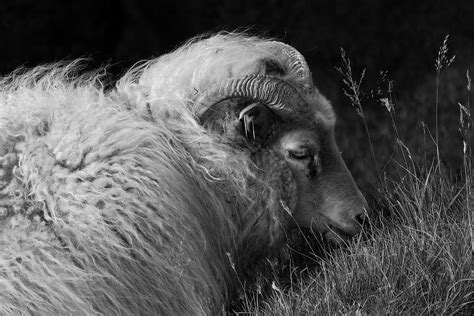 Sheep Iceland Digital Art By Photo Imagined Fine Art America