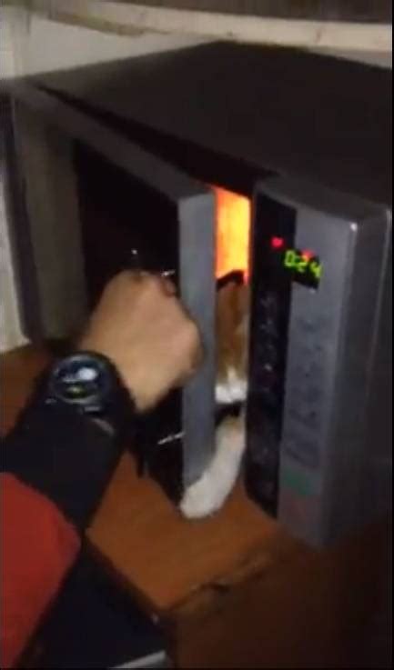 Microwaved Cat Incites Outrage In Lebanon