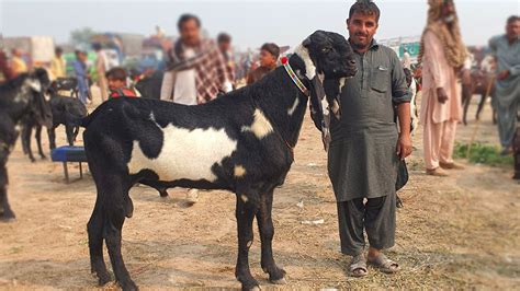 Biggest Goats In Sahiwal Bakra Bazar Youtube