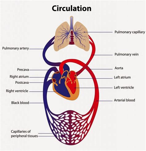 Inspiring The Circulatory System