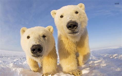 Two Bears Polar Bear Wallpaper Cute Polar Bear Baby Polar Bears