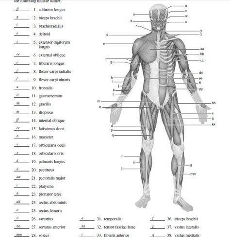 Each side is painstakingly labeled, and the bottom half of the chart features enhanced. Google Image Result for https://i.pinimg.com/originals/bd/13/26/bd13268d2ecf61f2b2… | Muscle ...