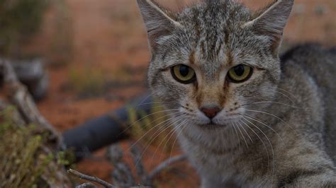 Feral Cats Now Dominate The Australian Landscape
