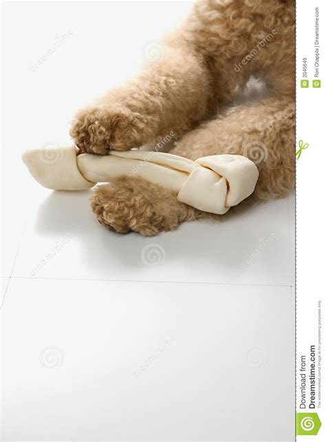 Dog Holding A Bone Stock Image Image Of Holding Reward 2045649