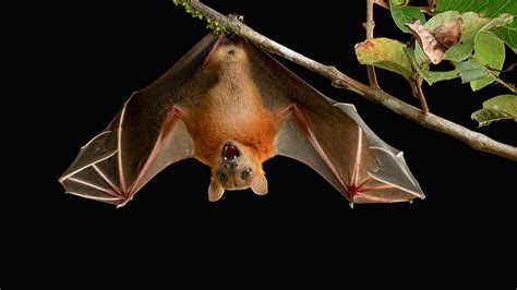 Mystery Solved How Bats Can Land Upside Down