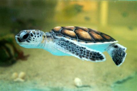 Baby Turtle Keep In The Breeding Aquarium Stock Photo Image Of Color
