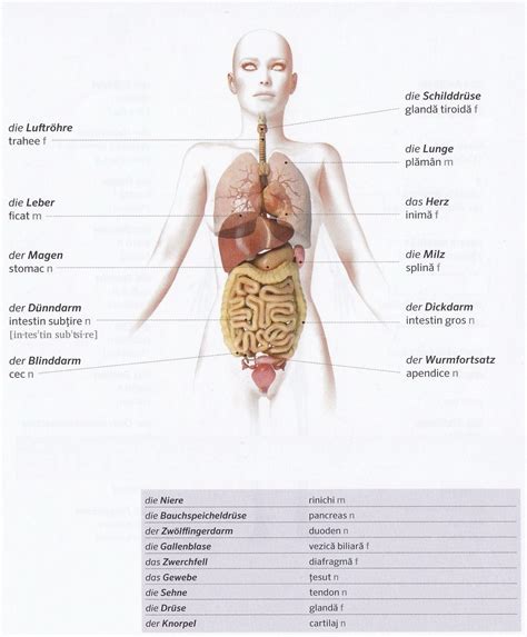 Germana pentru toti Corpul Organele interne Der Körper innere Organe
