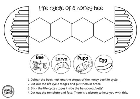 Honey Bee Life Cycle Foldable Science Craft Activity Teaching