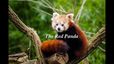 The Red Panda Youtube