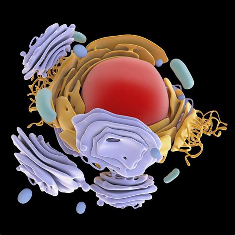 Animal Cell Organelles Artwork Photograph By Science Photo Library