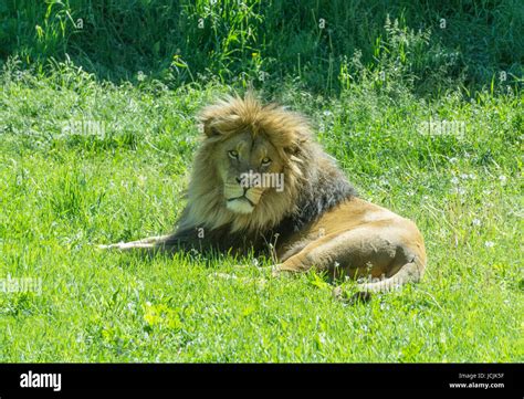 African Lion High Resolution Stock Photography And Images Alamy