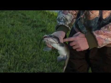 While lifting the catfish you need to squeeze the fish firmly but softly. Fishing Tips: How to Pick up and Hold a Catfish - YouTube