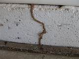 Termite Infestation In House