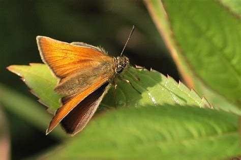 Small Skipper Butterfly 100 Crop 12102