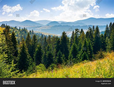 Spruce Forest Image And Photo Free Trial Bigstock