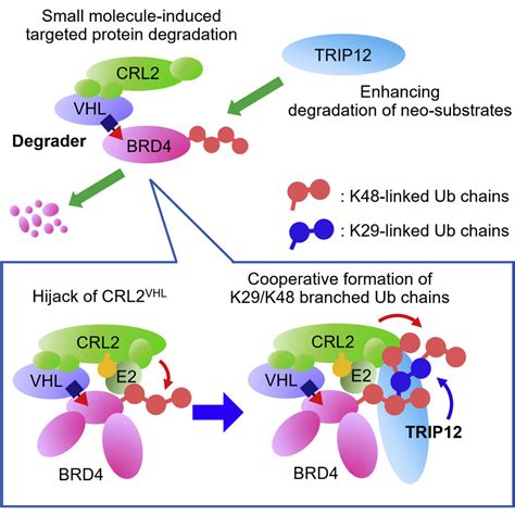 Trip12 Promotes Small Molecule Induced Degradation Through K29k48