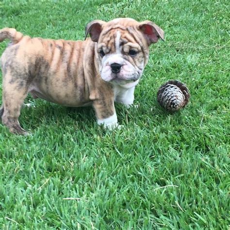 Find bulldog puppies and breeders in your area and helpful bulldog information. English Bulldog Puppies For Sale | Athens, GA #221297