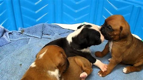 3 Week Old Boxer Puppies At Play Youtube