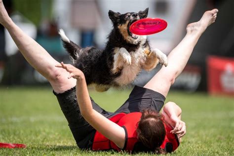 Look At These Dogs Catching Frisbees At Dog Disc Challenge Competition