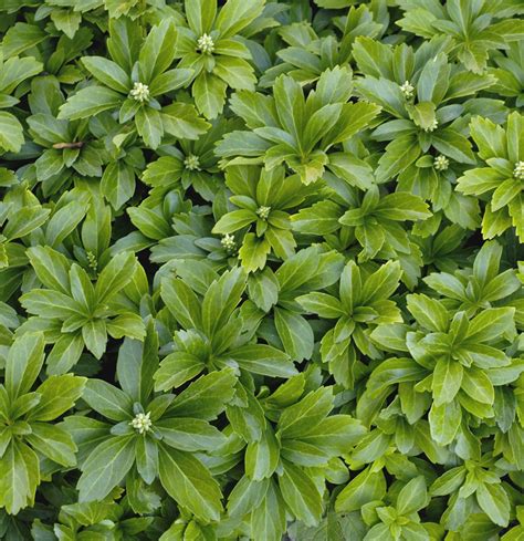 Pachysandra Terminalis Evergreen Ground Cover Ground Cover Plants