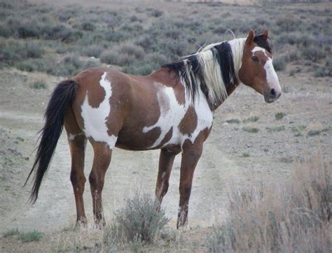 native american indian horse names wild horses pretty horses mustang horse
