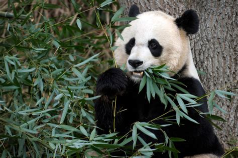 Panda Pregnancy Watch Is On At Washingtons National Zoo The
