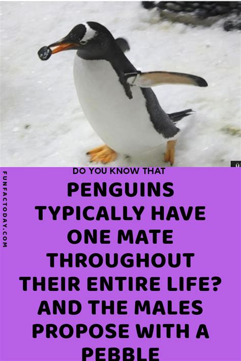 Cute Penguin Facts That Are Surprisingly True Animal Facts Animal