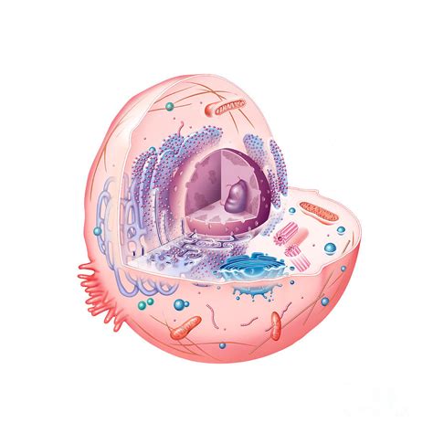 Maybe you would like to learn more about one of these? Cutaway View Of An Animal Cell Digital Art by Carlyn Iverson