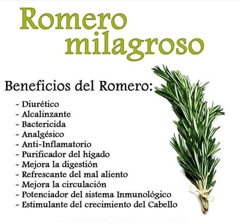 Beneficios Del Romero Food Health Benefits Stress And Health