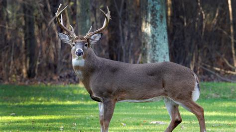 Ohio deer hunting season: Dates and schedule for season