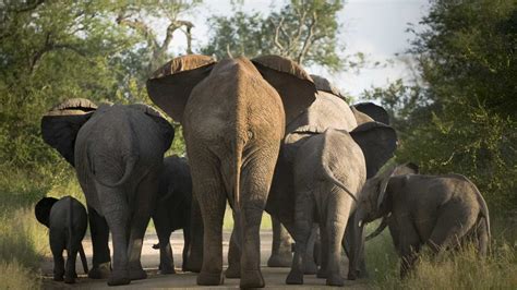 Ataque De Elefantes Faz Mortos Em Nhamatanda Em Sofala R Dio