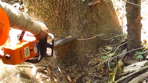 Cortando Arboles En Salta Con Motosierra Madera Certificada Youtube