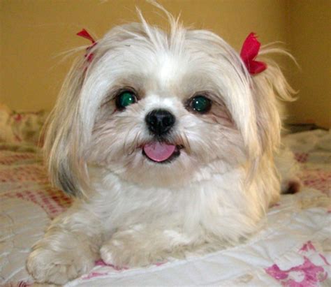 Free Download Shih Tzu Cute Puppies Wallpaper And Pictures Funny And