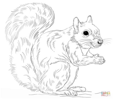 Free Printable Squirrel Coloring Pages For Kids Animal Place Sketch