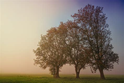Three Trees At Grass Field · Free Stock Photo