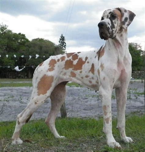 Neatly Colored Dane Looks Exactly Like Mine Great Dane Patouch