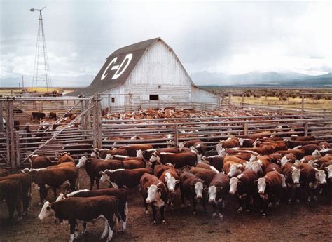 C D Cattle Ranch Beaverhead County Montana September 1942 Photo By