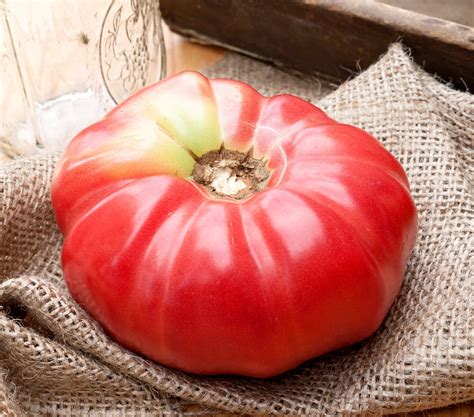 German Queen Heirloom Tomato Premium Seed Packet · Sherwoods Seeds