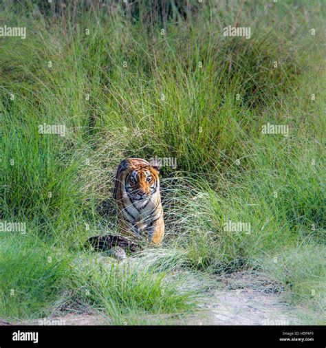 Bengal Tiger In Bardia National Park Nepal Specie Panthera Tigris