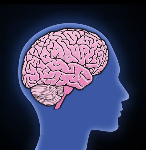 Illustration Of Human Brain Stock Illustration Illustration Of